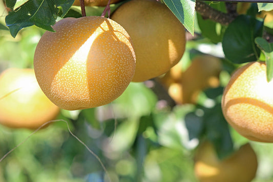 Nashi "Hoshui" (Poire japonaise)