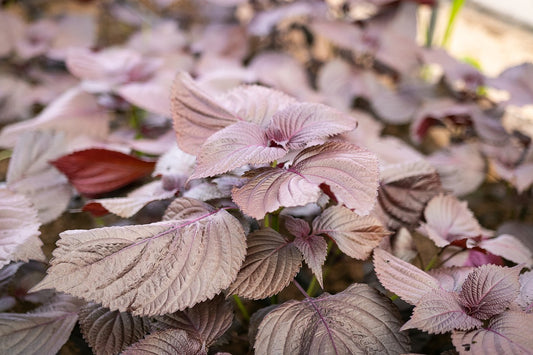 Shiso violet // Pérille de Nankin (Perilla frutescens)