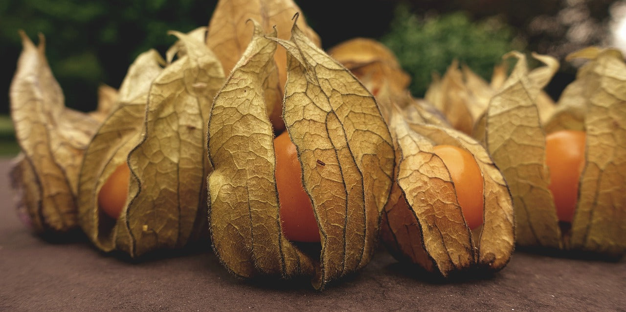 Physalis