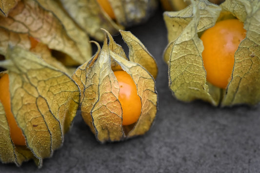 Physalis