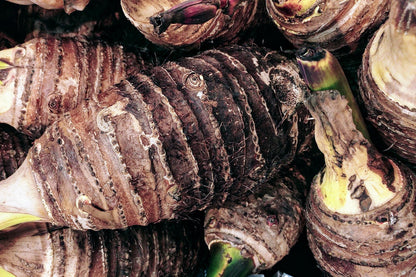 Taro // Oreille d'elephant 'pink china' (Colocasia esculenta)