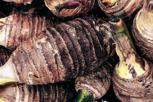 Taro // Oreille d'elephant 'pink china' (Colocasia esculenta)