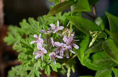 Geranium rosat (Pelargonium rosat)