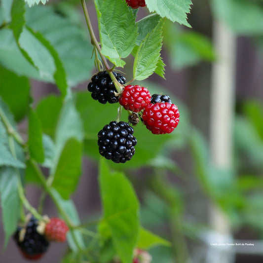 Mûre sans épine à gros fruit "Black satin"