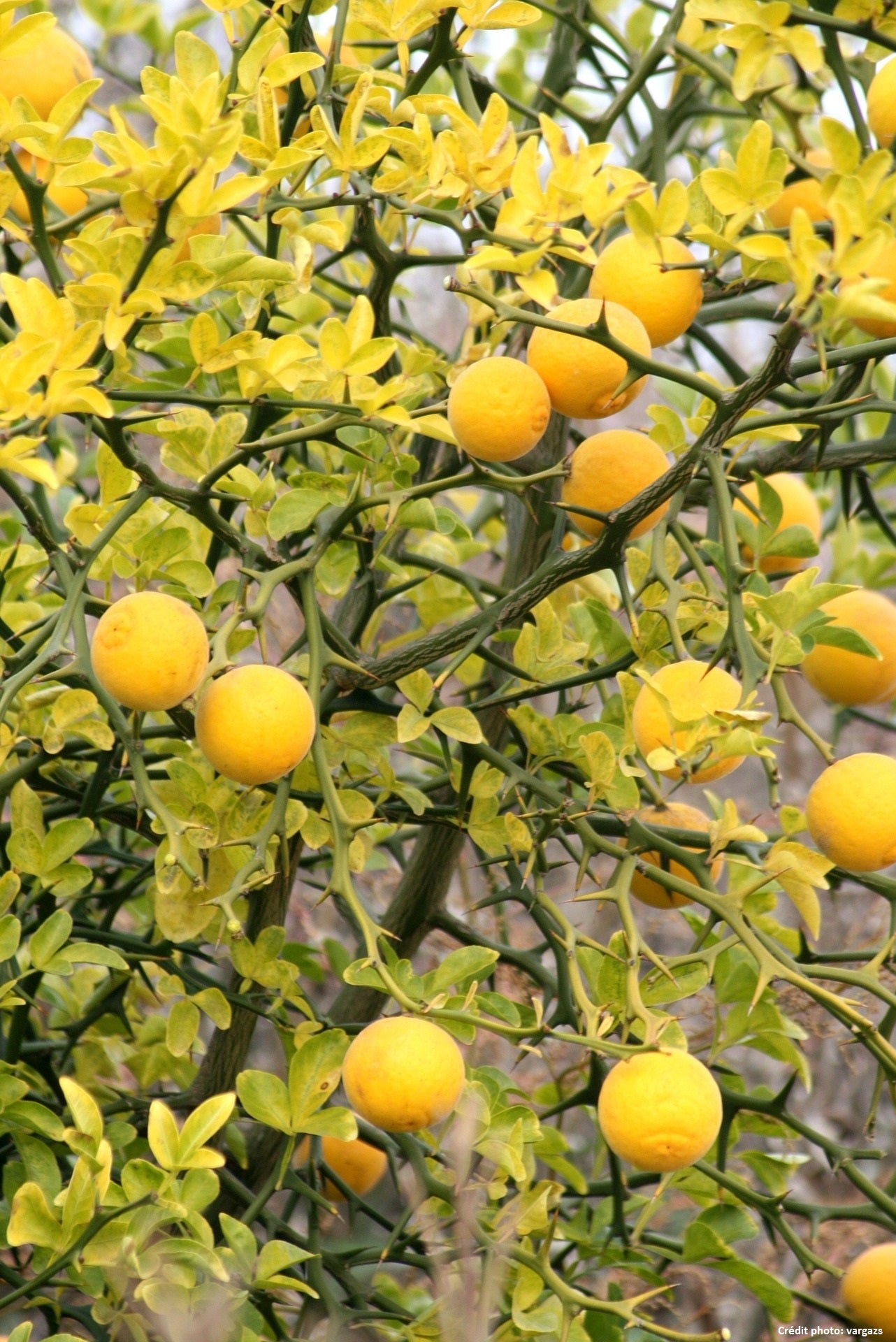 Citronier épineux // Poncirus trifoliata