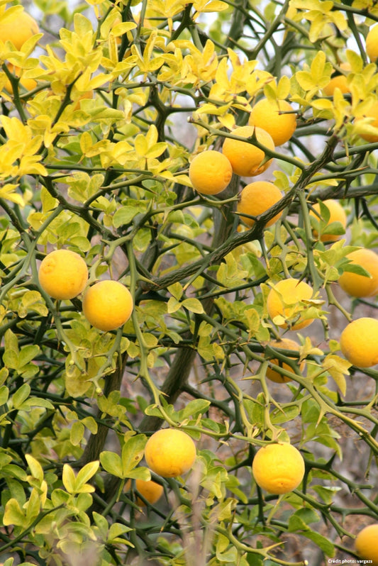 Citronier épineux // Poncirus trifoliata