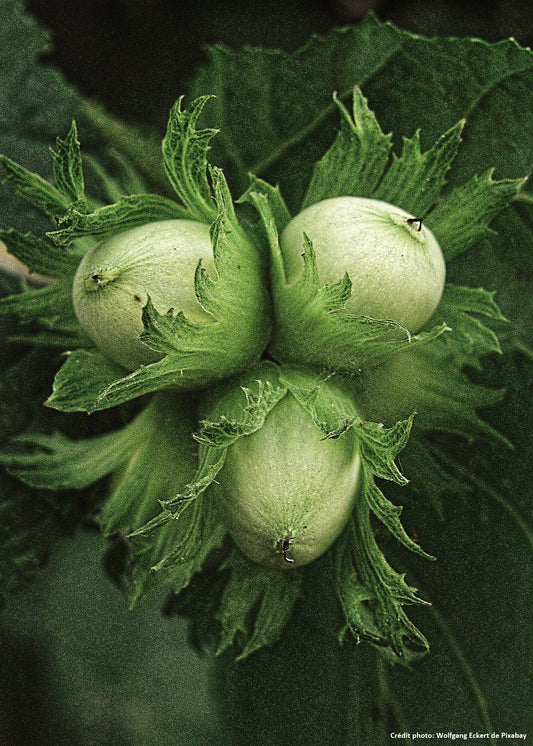 Noisetier à gros fruits "Coxford" (Corylus avellana)