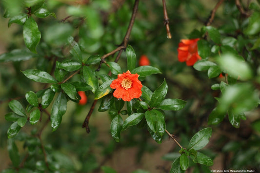 Grenadier à fleurs (Punica granatum)