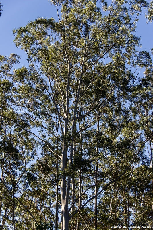 Eucalyptus Gommier des neiges (Eucalyptus niphophilia)