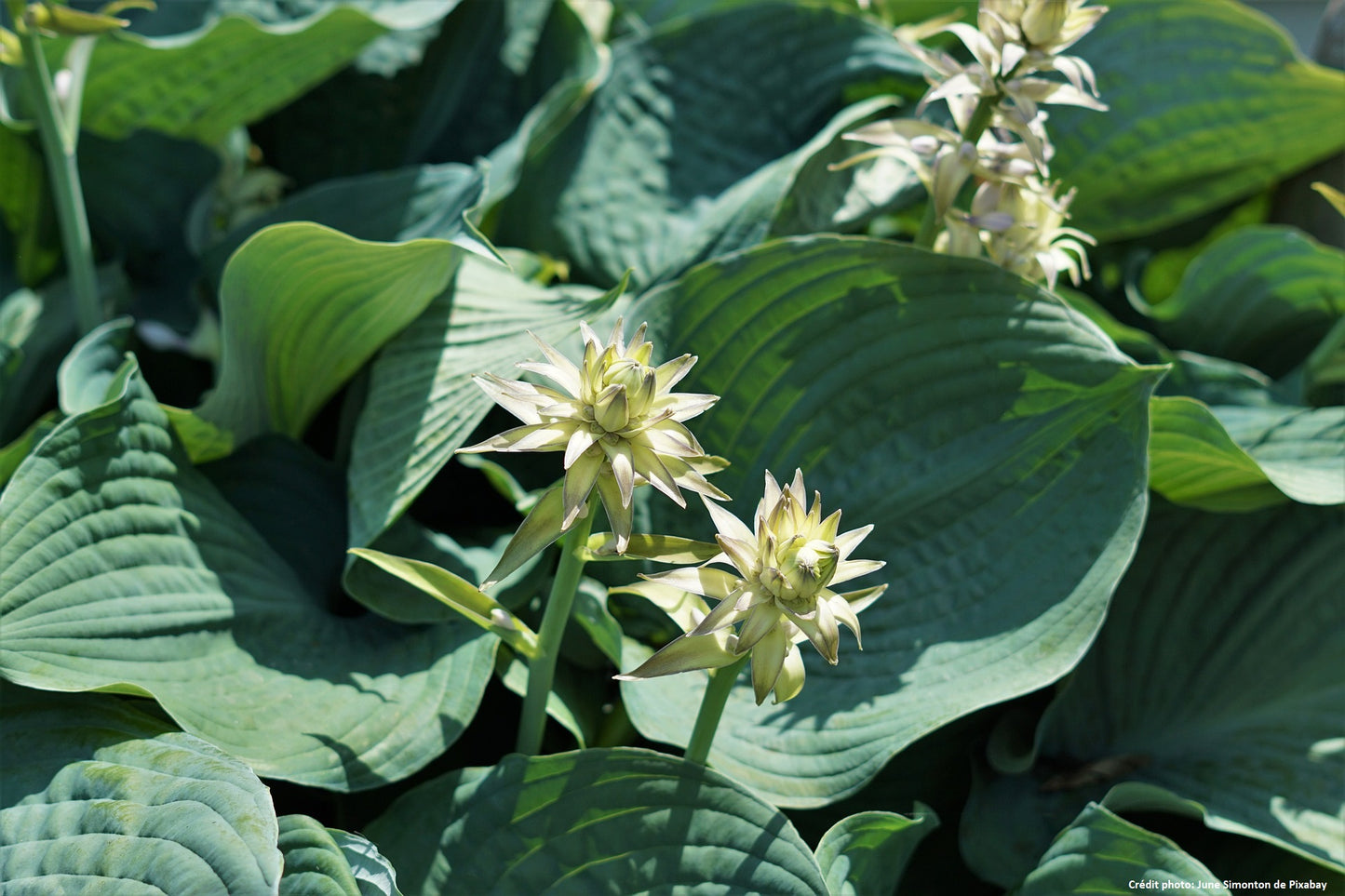 Hosta "Blue angel"