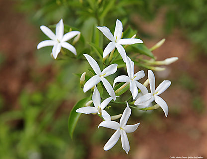 Jasmin officinal (Jasminue officinalis)