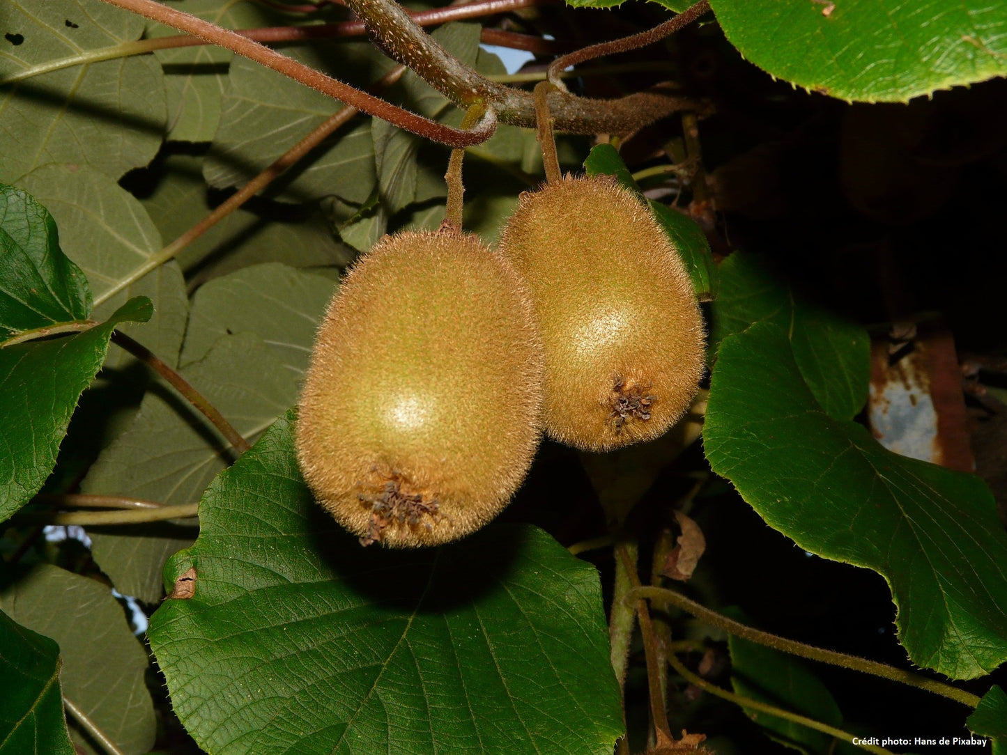 Kiwi autofertile "Jenny" (actinidia chinensis)