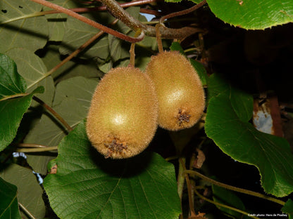 Kiwi autofertile "Jenny" (actinidia chinensis)