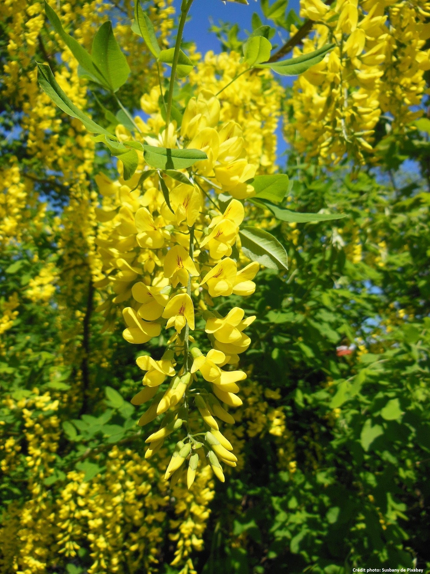 Cytise faux ébénier (Laburnum anagyroides)