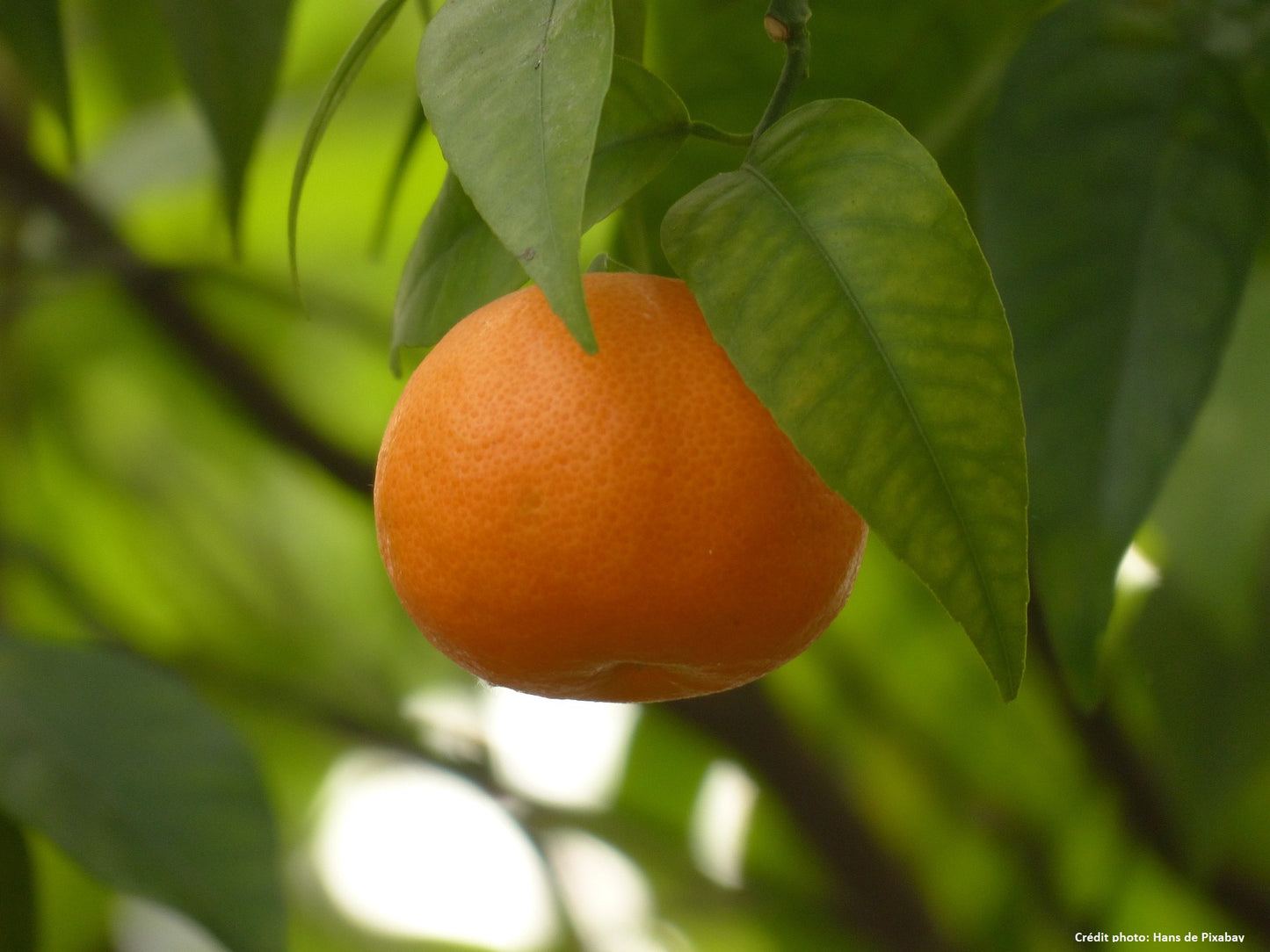 Mandarinier satsuma