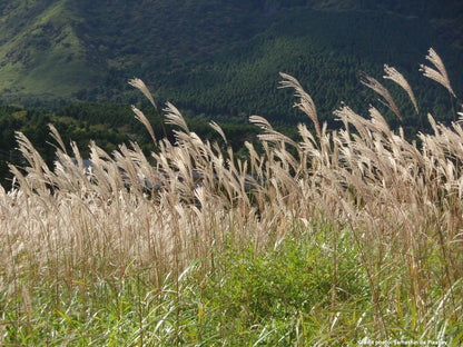 Herbe à éléphant (Miscanthus giganteus)