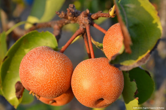 Nashi "Chojuro" (Poire japonaise)