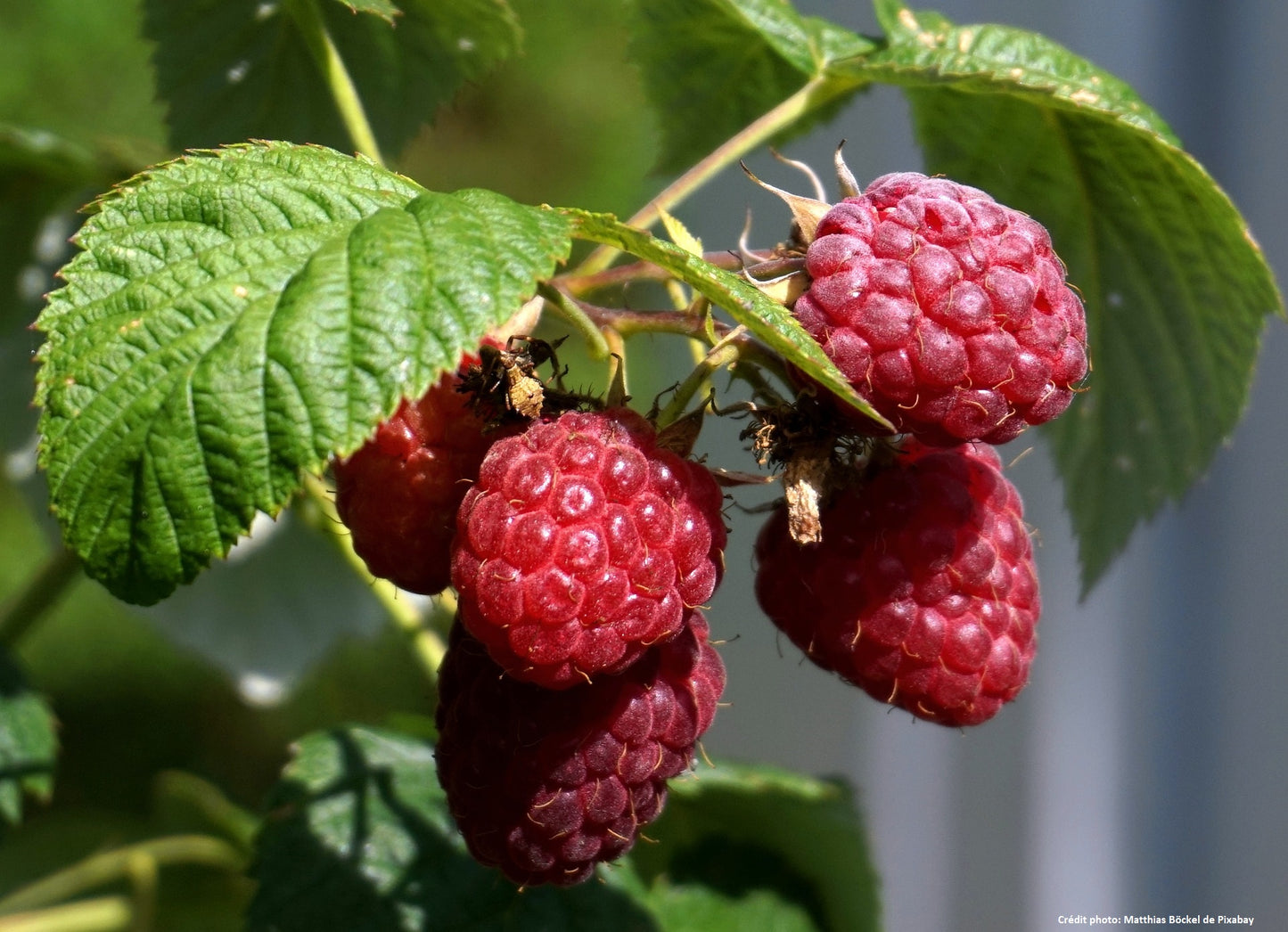 Framboisier "Star des jardins" (Rubus ideaus)