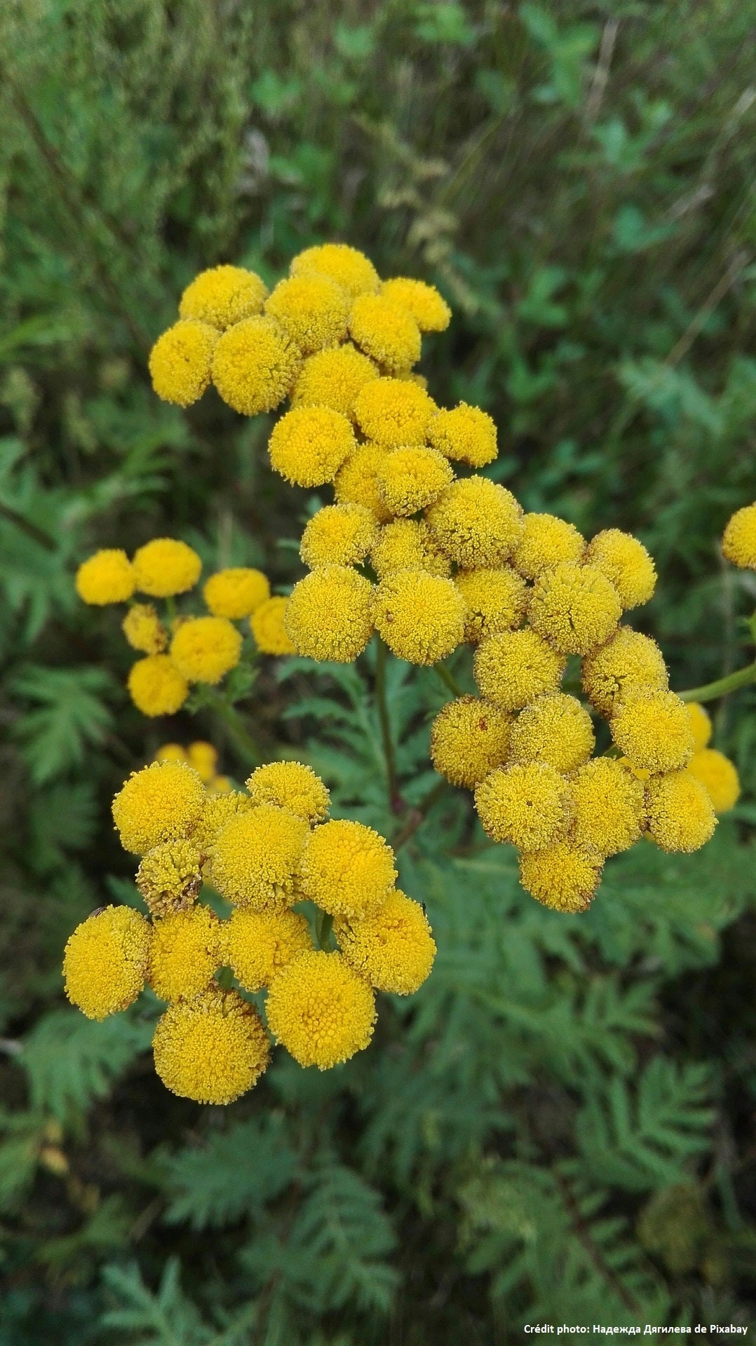 Tanaisie (Tanacetum vulgare)