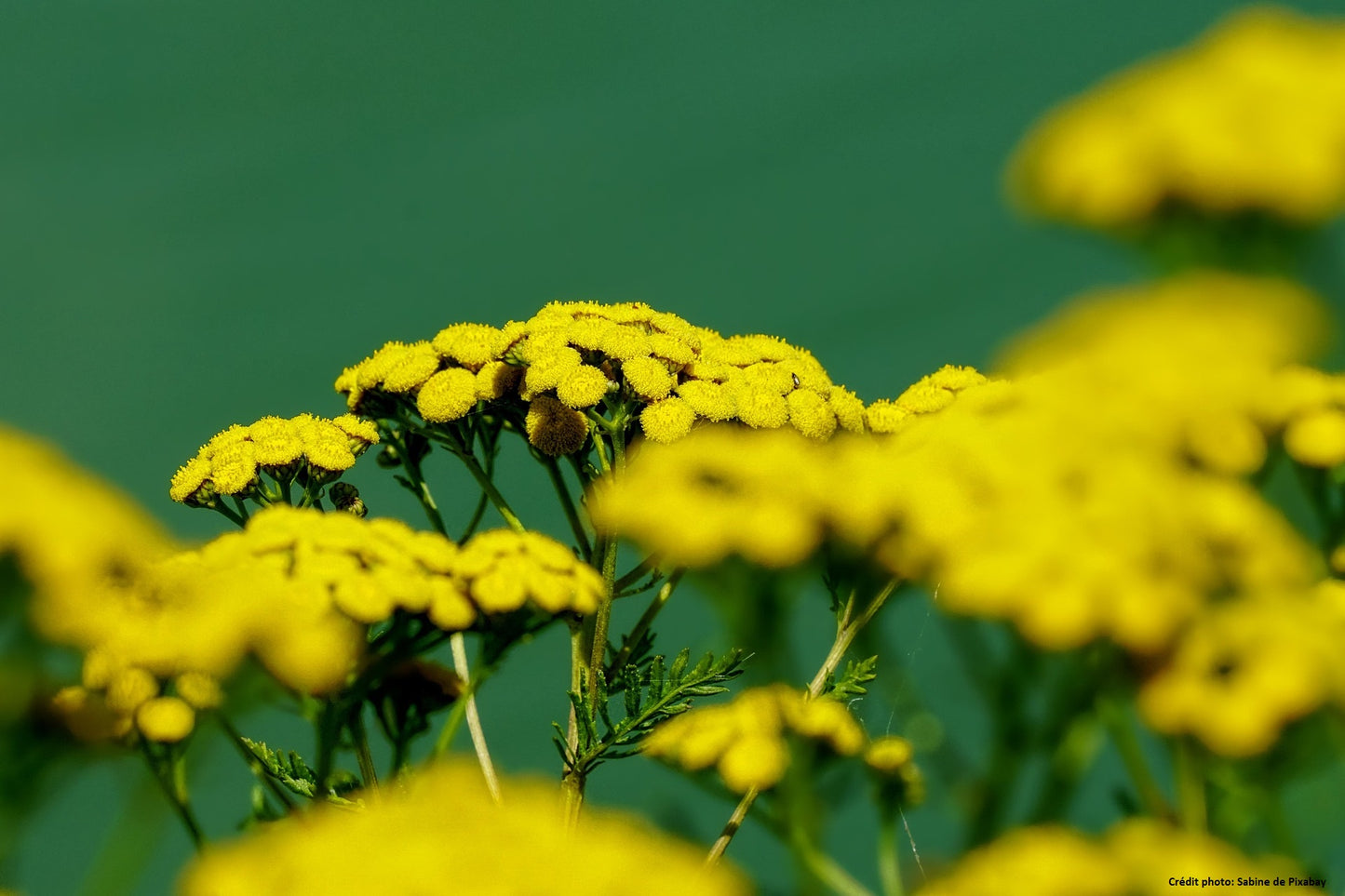 Tanaisie (Tanacetum vulgare)