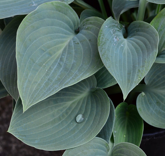 Hosta "Krosa regal"