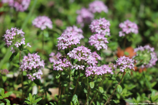 Thym citron (thymus citriodorus)