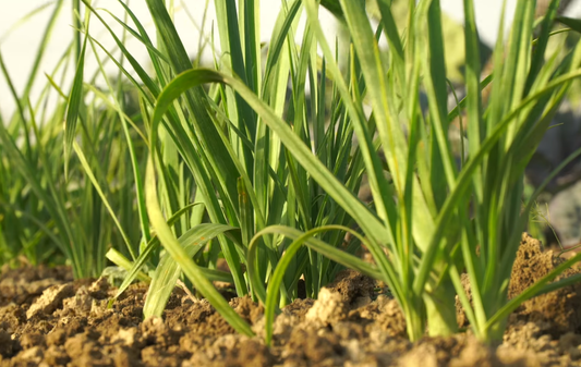 Poireau perpétuel (Allium apeloprasum)