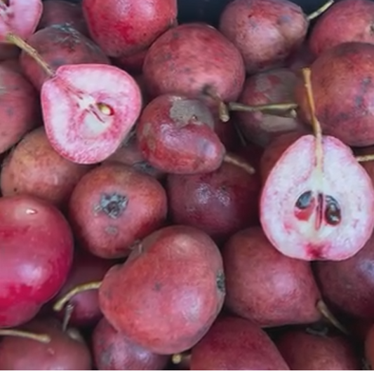 Poirier "rouge sang"