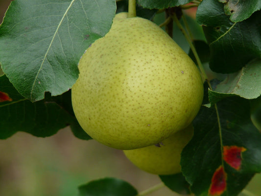 Poirier "Citron Madeleine" // "Citron des carmes"