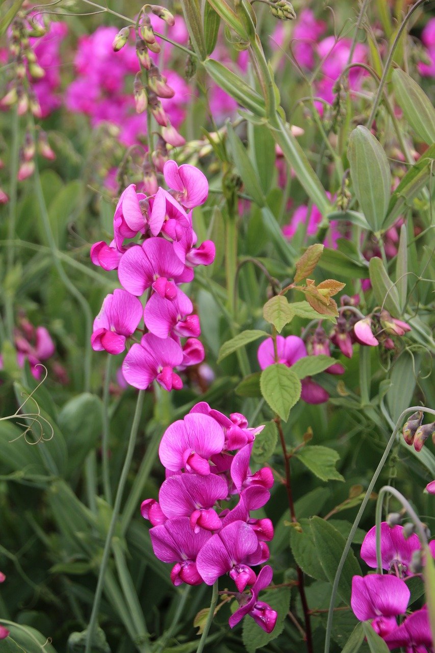 Pois de senteur (Lathyrus odoratus)