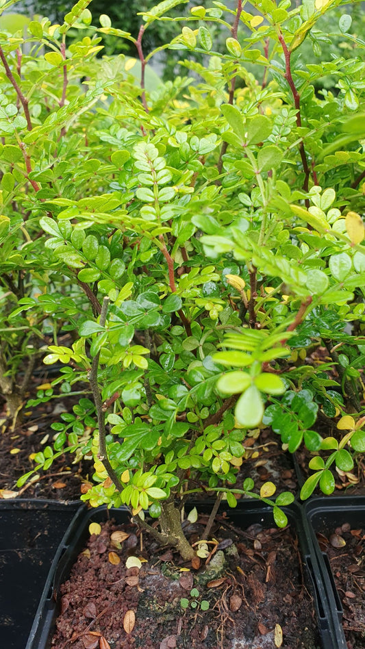 Poivre de chine nain (zanthoxylum beecheyanum)