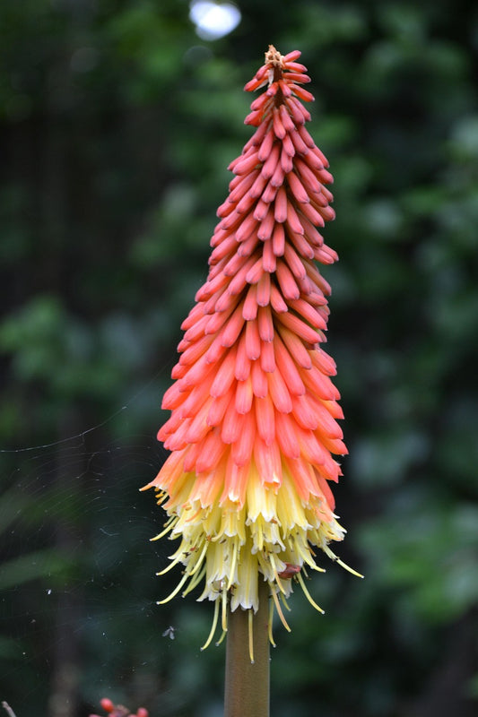 Kniphofia citrata
