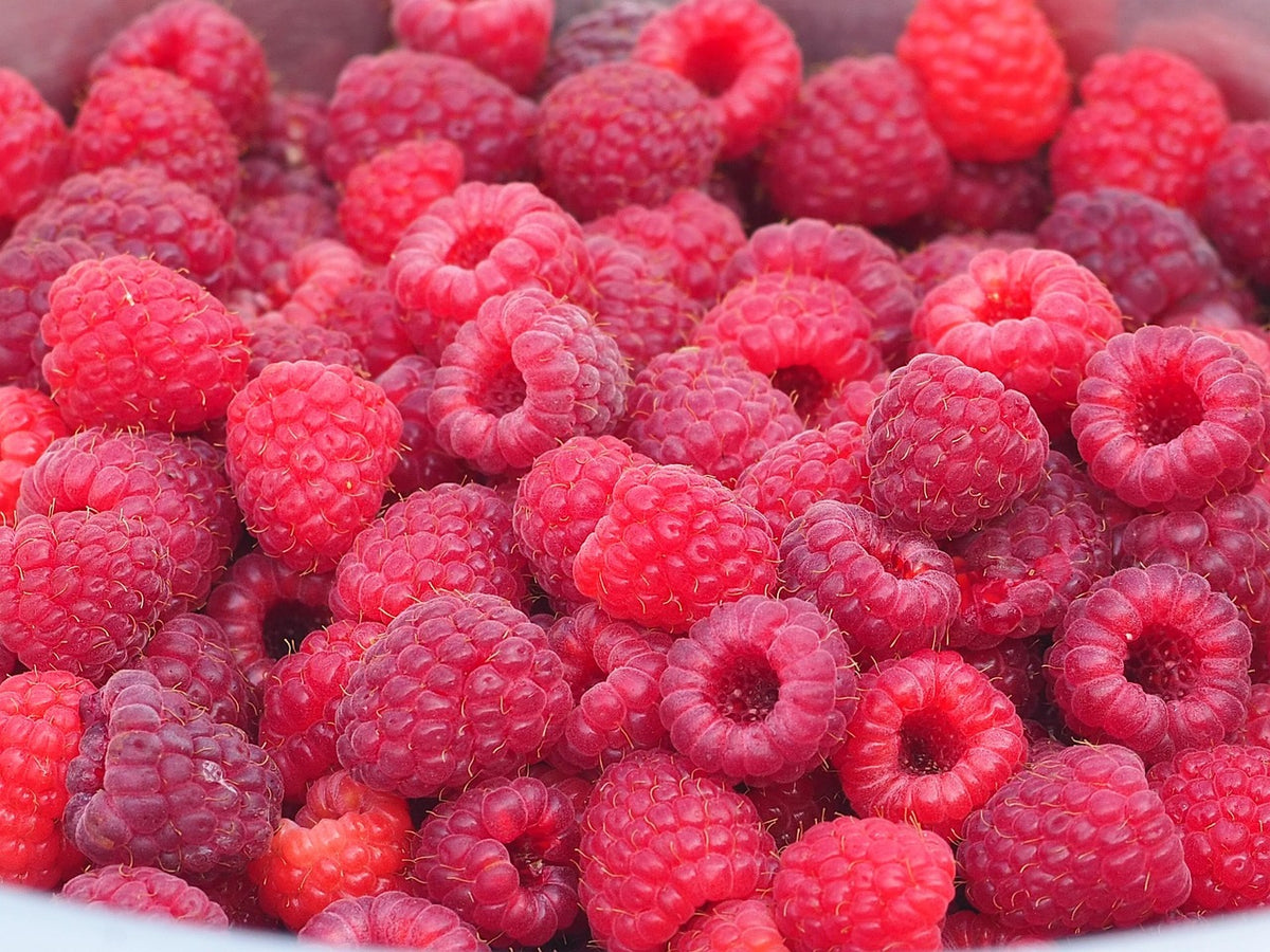 Framboisier 'polona' (Rubus idaeus)
