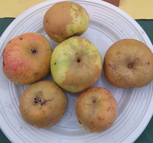 Pommier "Reinette marbré de la creuse"