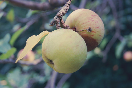 Pommier "De jeu" (Indre)