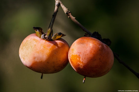 kaki: Porte greffe (Diospyros lotus de semis)