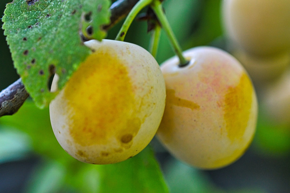 Prunier nain à gros fruits