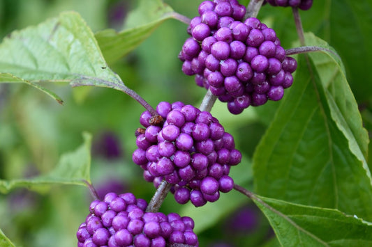 Arbuste aux bonbons "profusion" – Callicarpe de Bodinier (Callicarpa bodinieri)