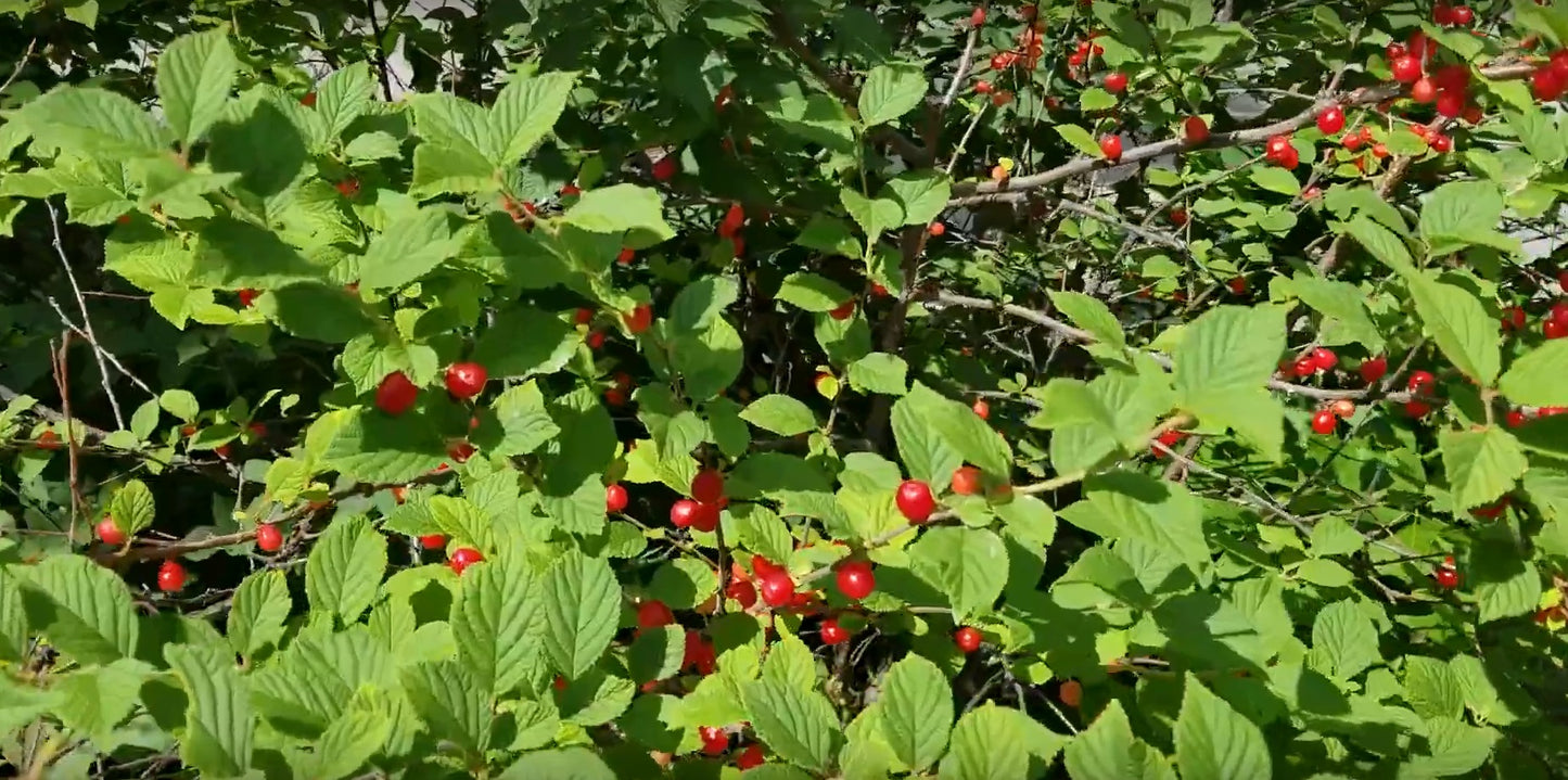 Ragouminier (prunus tomentosa)