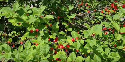 Ragouminier (prunus tomentosa)