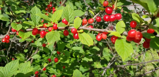 Ragouminier (prunus tomentosa)