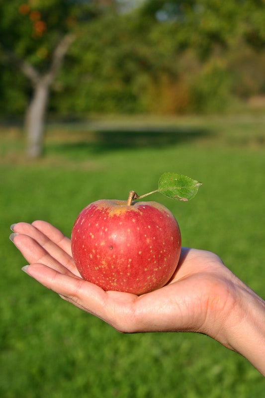 Pommier "Reconsat rouge"