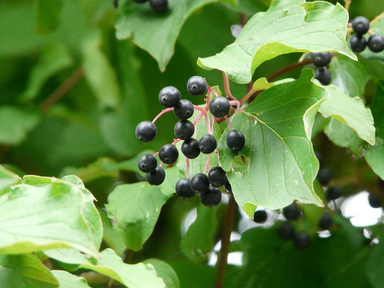 Cornouiller sanguin (cornus sanguinea)