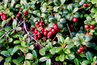 Airelle (Vaccinium vitis-idaea)