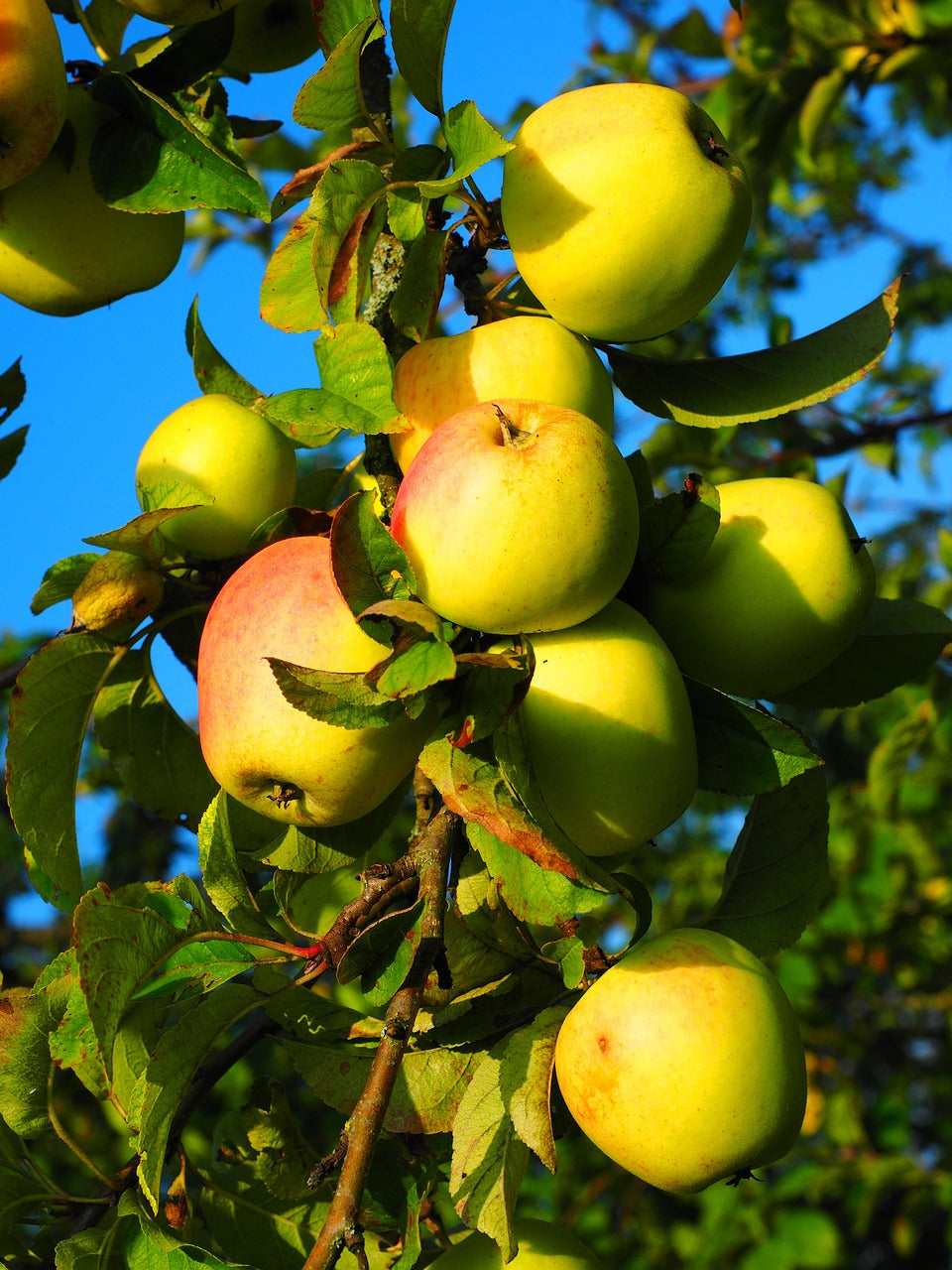 Pommier "Reinette des châtres"// "Reinette de sainte feyre"