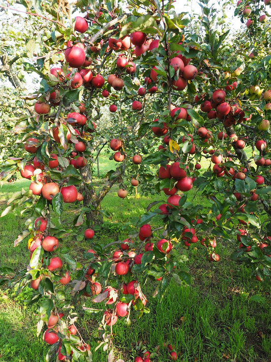 Pommier "résistant à la tavelure" 3