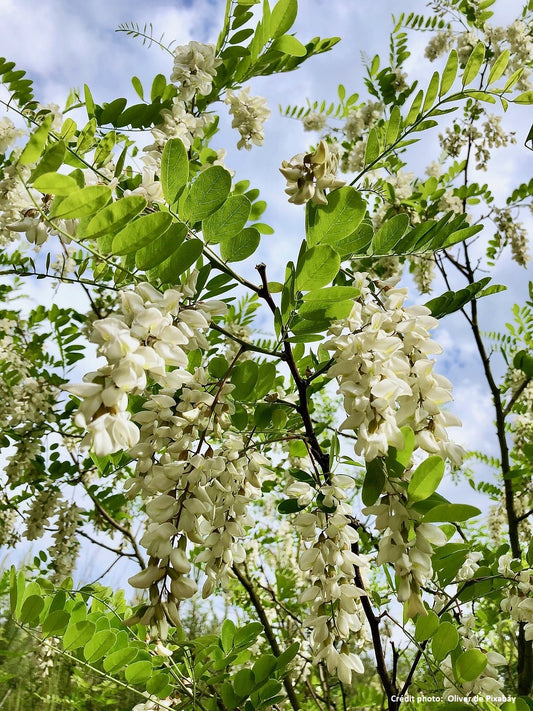 Robinier// Acacia (Robinia pseudoacacia)