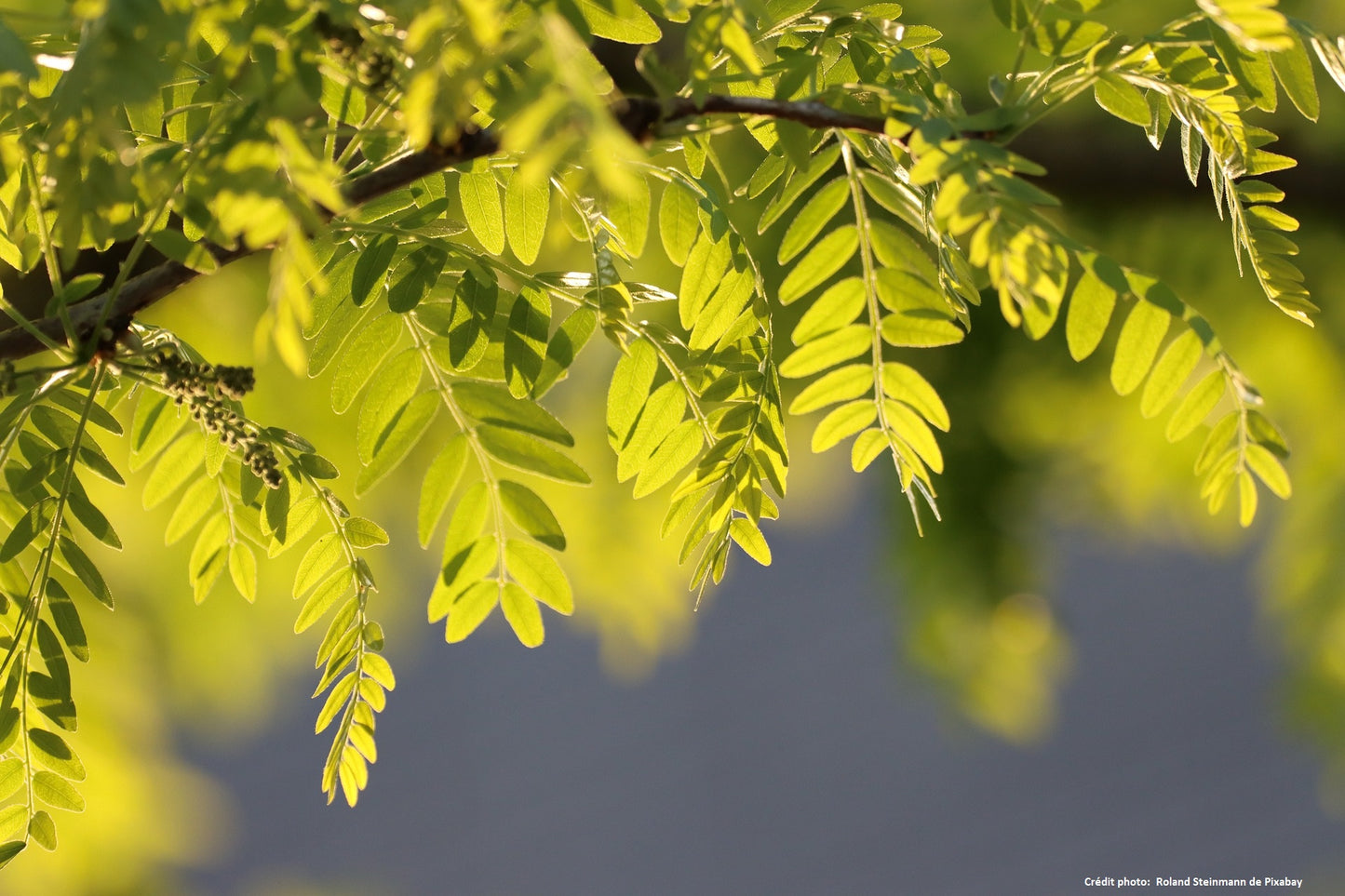 Robinier// Acacia (Robinia pseudoacacia)