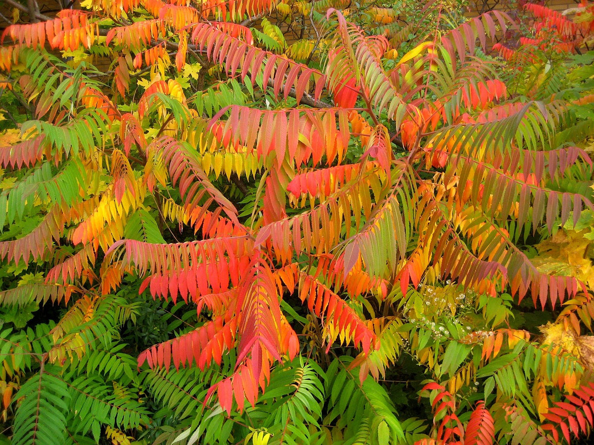 Sumac de Virginie // Vinaigrier (Rhus typhina)