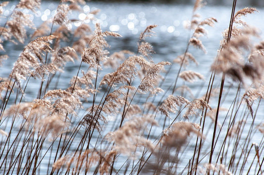 Roseau commun (Phragmite australis)